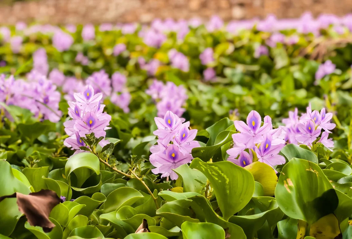 Vẻ đẹp lục bình